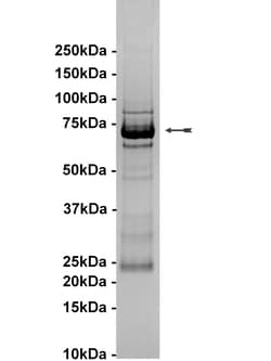 Eurofins DiscoverX Ron Protein, Active 10 &mu;g | Buy Online | Eurofins DiscoverX | Fisher Scientific